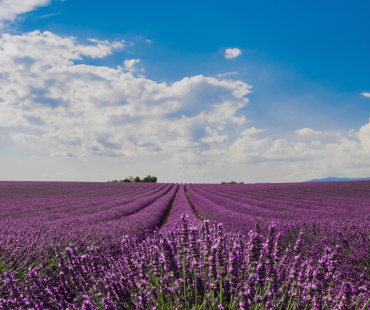 Les champs de lavande